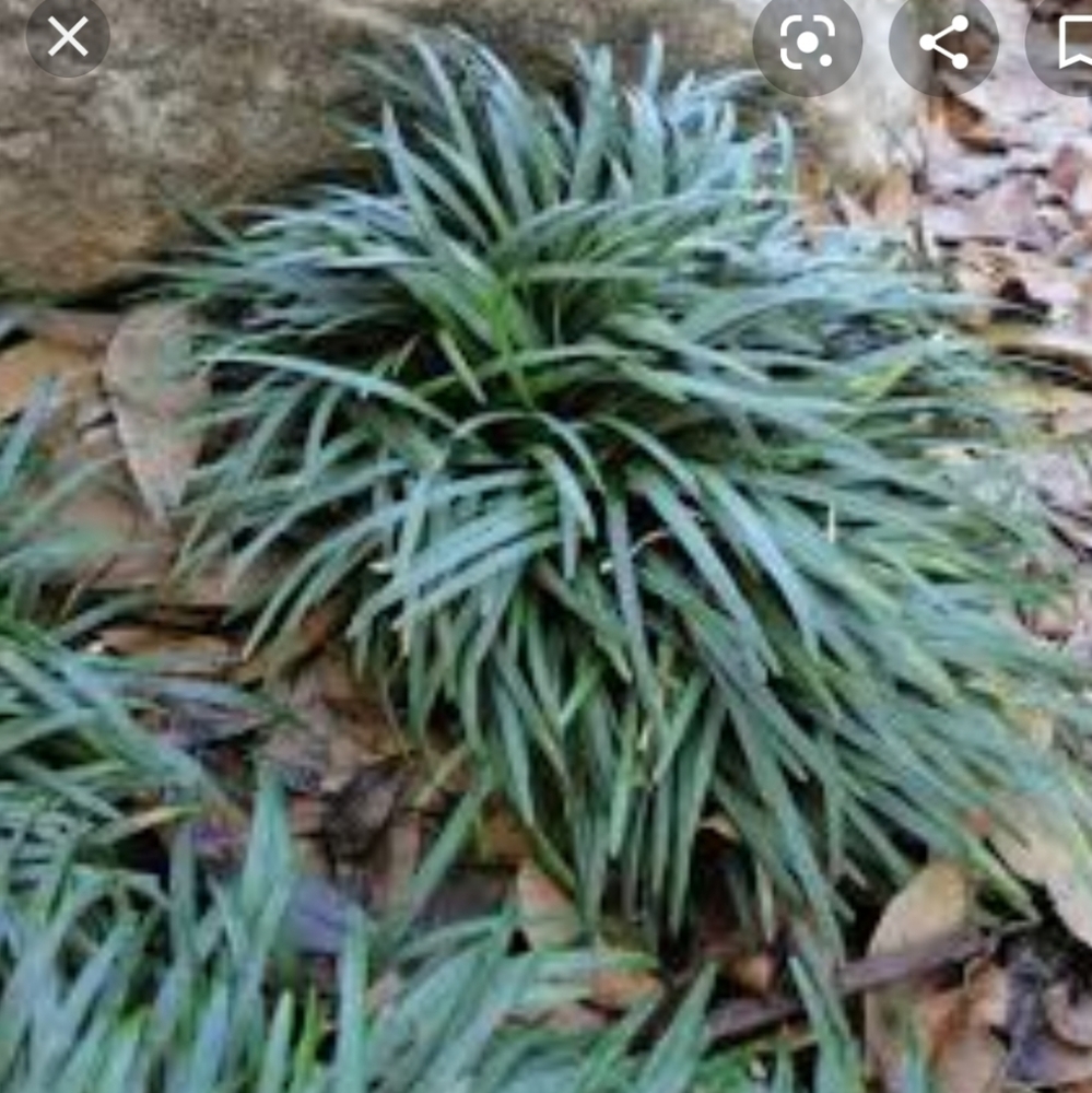 Dwarf Mondo Grass 20 plants $15